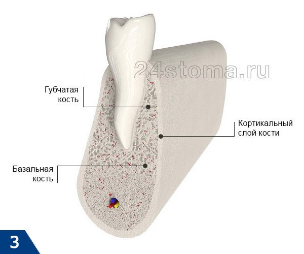Тело нижней челюсти на срезе: расположение губчатой, базальной и кортикального слоев костной ткани