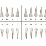 Сколько весит зуб человека