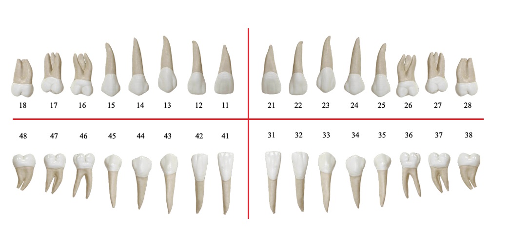 Как считать зубы в стоматологии по номерам у взрослых фото