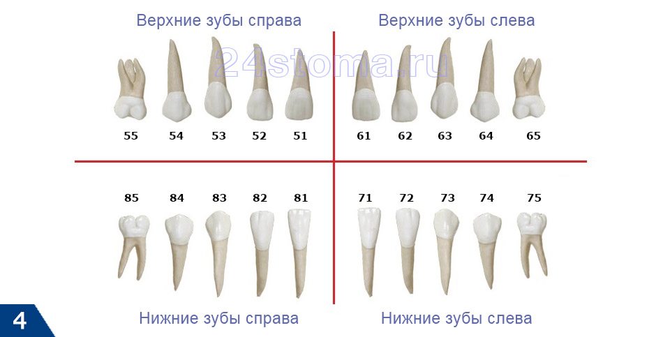 Нумерация молочных зубов у детей