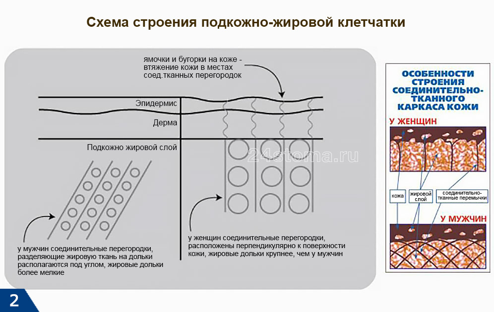 Схема строения подкожно-жировой клетчатки (изображение взято с сайта Mesopharm.ru)