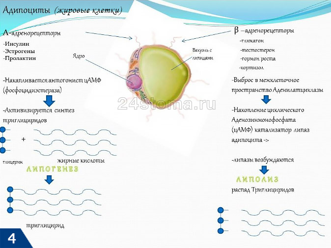 Активаторы липолиза и липогенеза в адипоцитах, т.е. жировых клетках (изображение взято с сайта Mesopharm.ru)