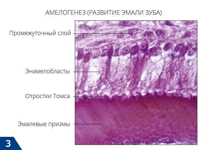 Амелогенез (секреция эмали клетками-энамелобластами)