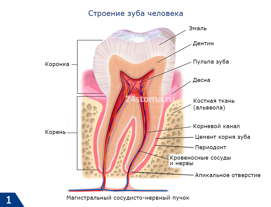 Строение зуба (дентин)