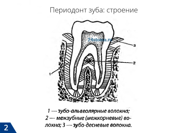 Периодонт зуба: строение