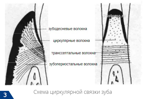 Схема циркулярной связки зуба