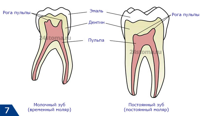 Анатомические отличия временных и постоянных зубов